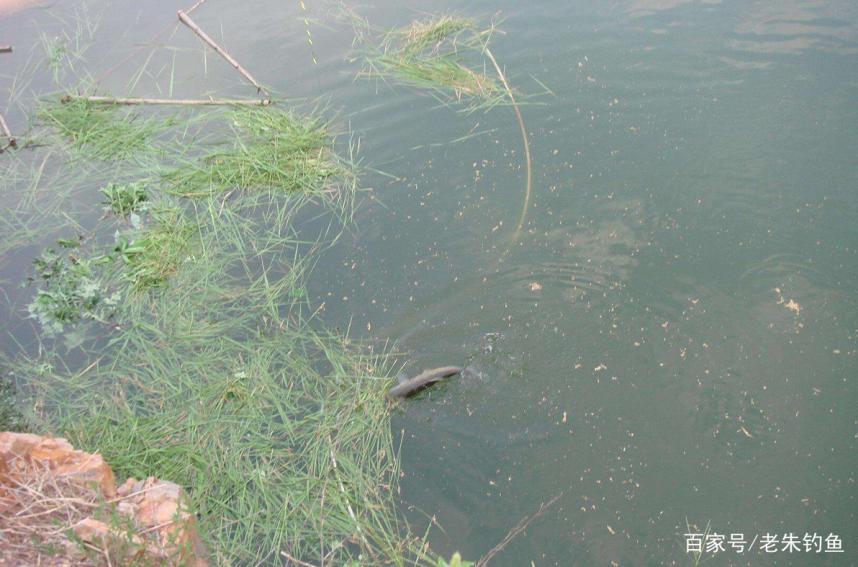 钓鱼随记-浅谈怎样钓好草鱼？